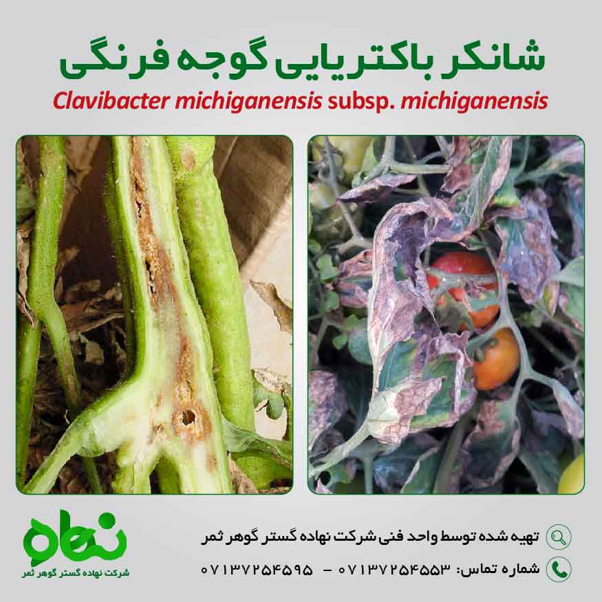 محتوای آموزشی شانکر باکتریایی گوجه فرنگی 